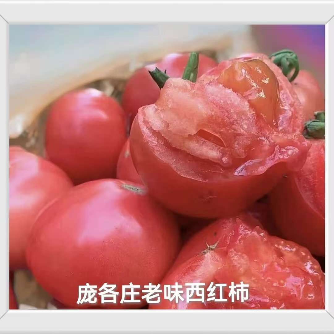 （顺丰快递）庞各庄本地老味西红柿 现摘现发 自然成熟 大小混装