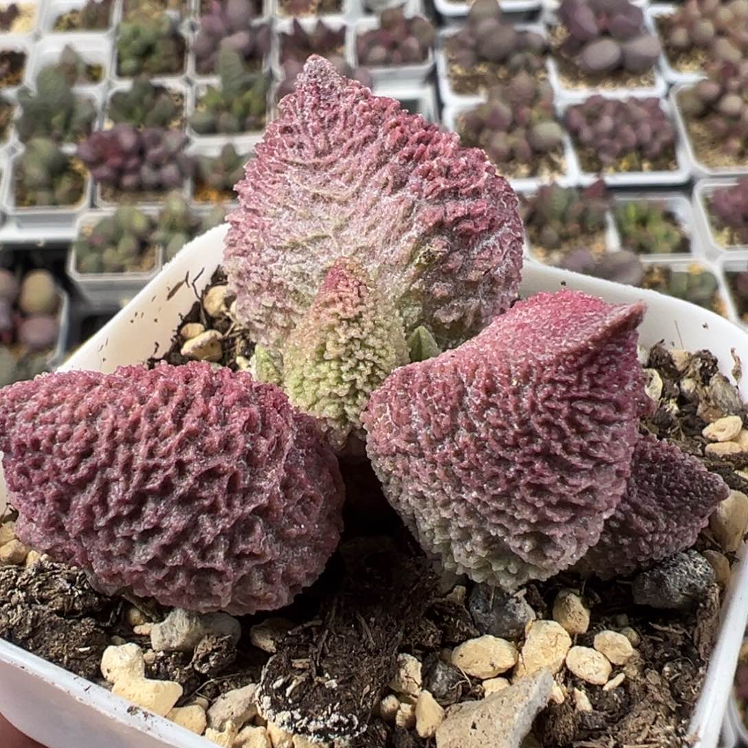 巨猪宝单头纯木质桩多肉植物