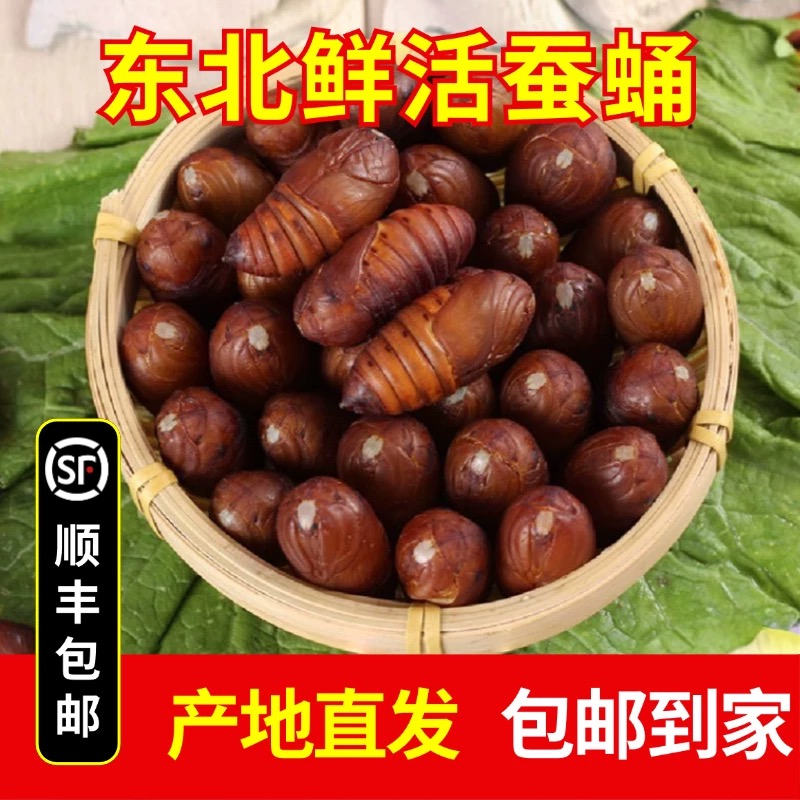 东北特级柞蚕蛹 野生小黄蚕蛹新鲜活蝉蛹蚕A级茧蛹 1斤全国包邮