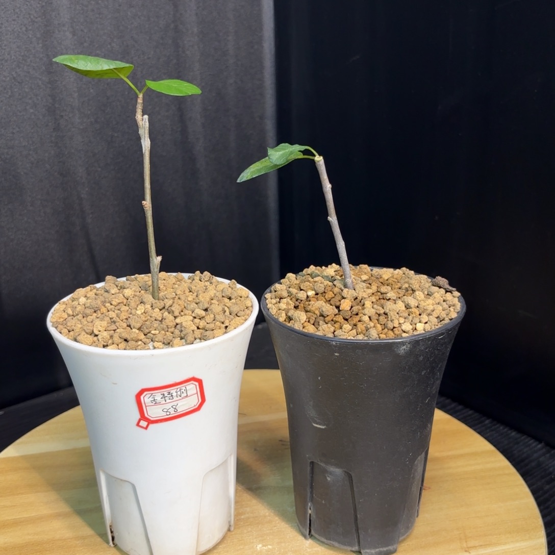 舍特利裂榄扦插任挑