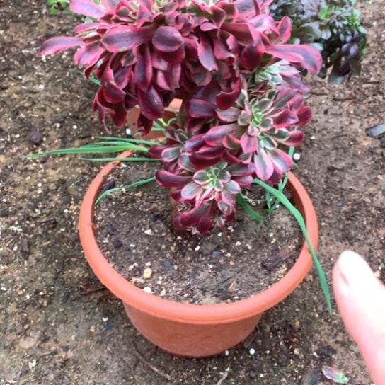 多肉植物美度纱141