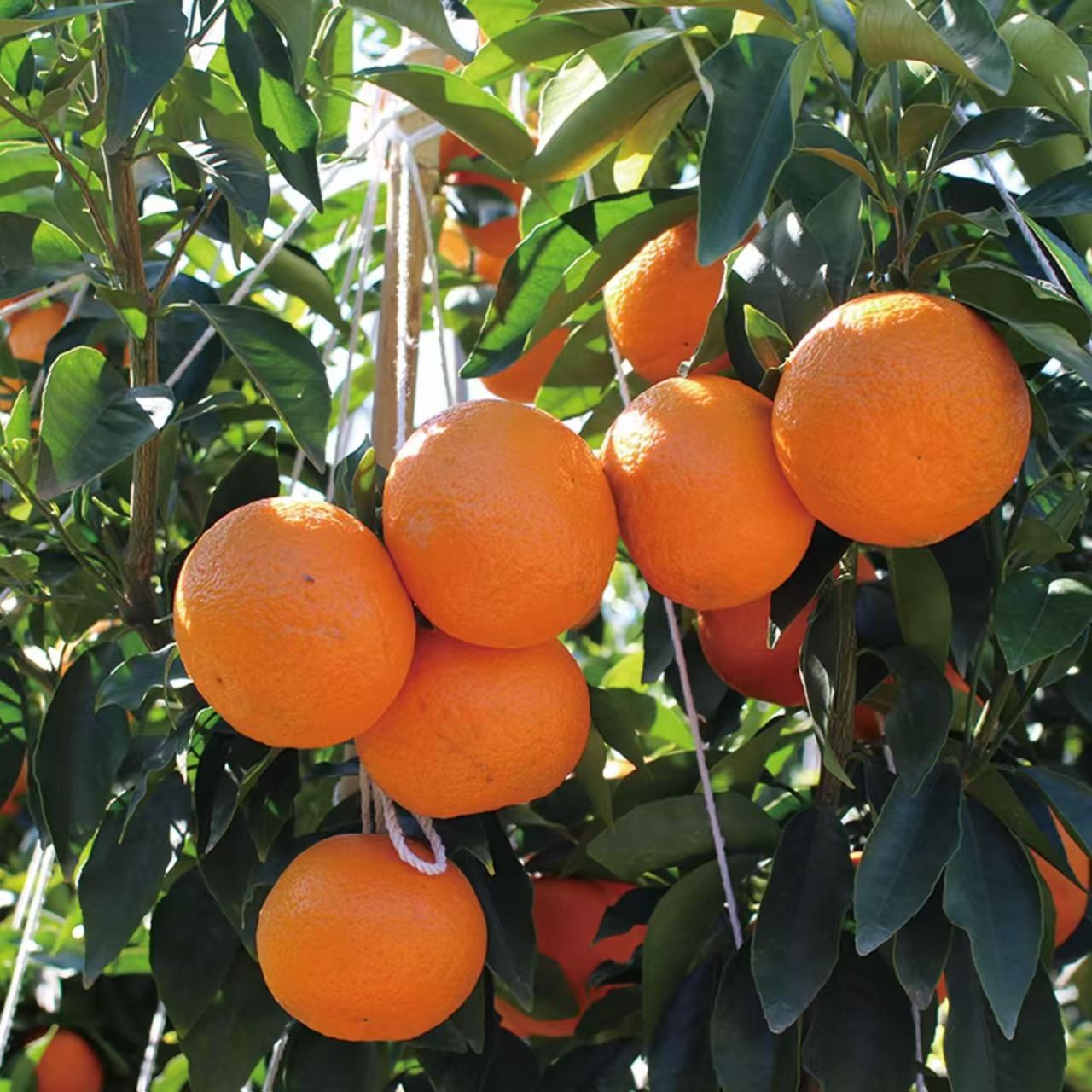 【王大水专属】云南虎柑有籽精品沃柑红丽源虎柑应季新鲜水果顺丰