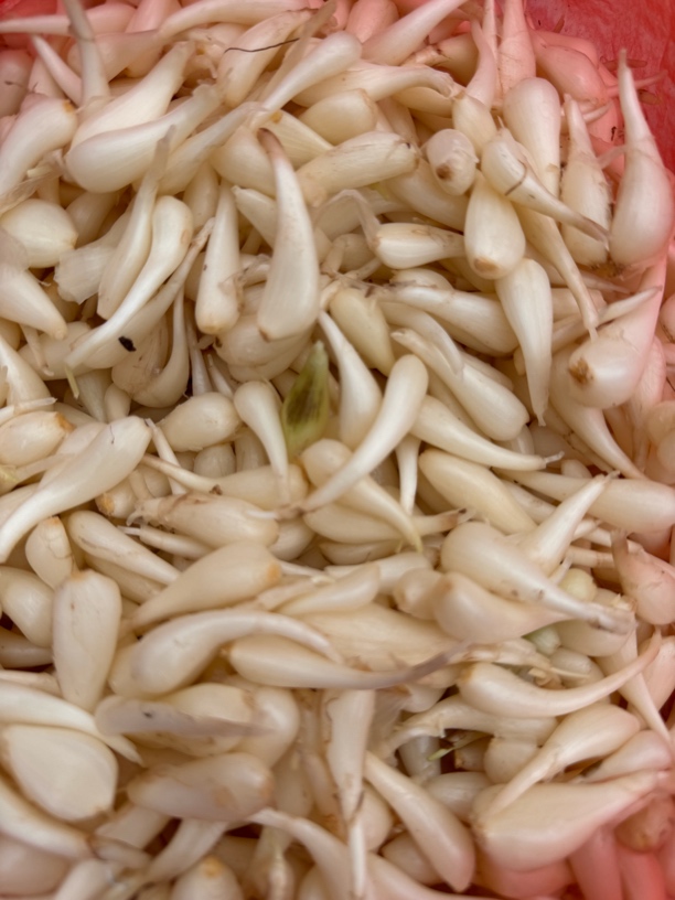 贵州新鲜葱头（荞头）