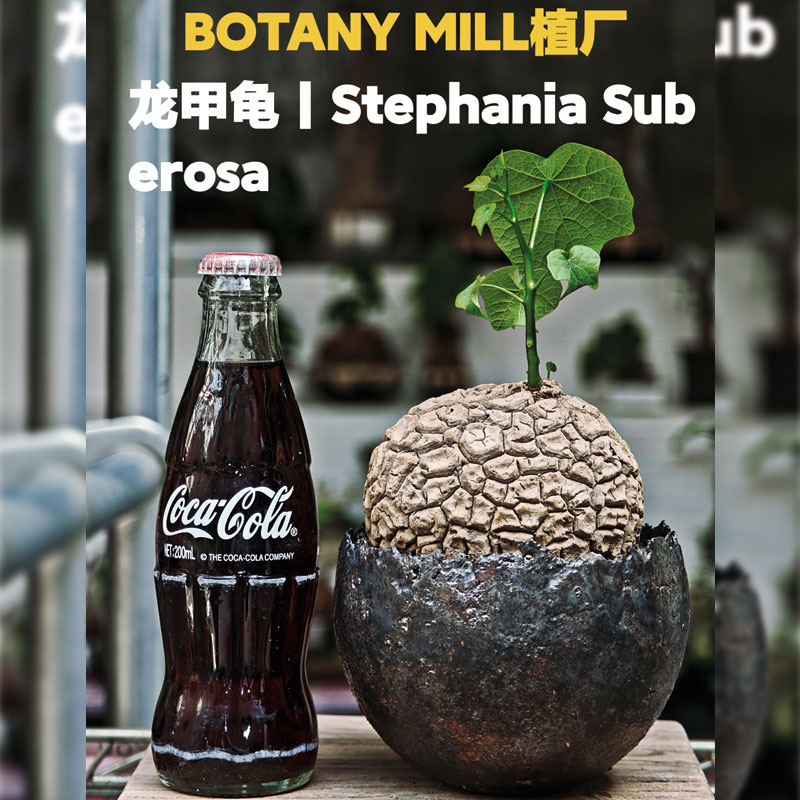 BOTANY MILL植厂 泰国产地龙甲龟 白皮宽甲 耐阴 含盆一物一拍
