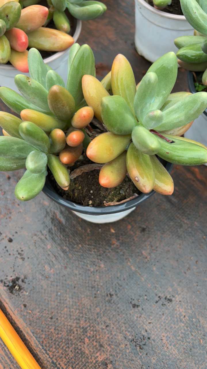 多肉植物糖果奶适合阳台种植的园艺盆栽