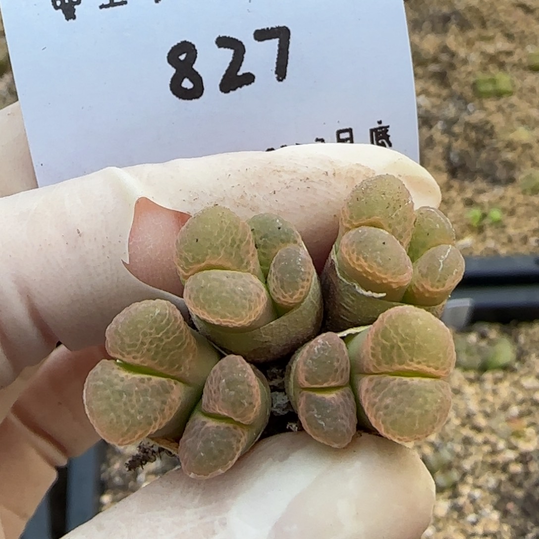 呦**ζ多肉多肉多肉3.30-827