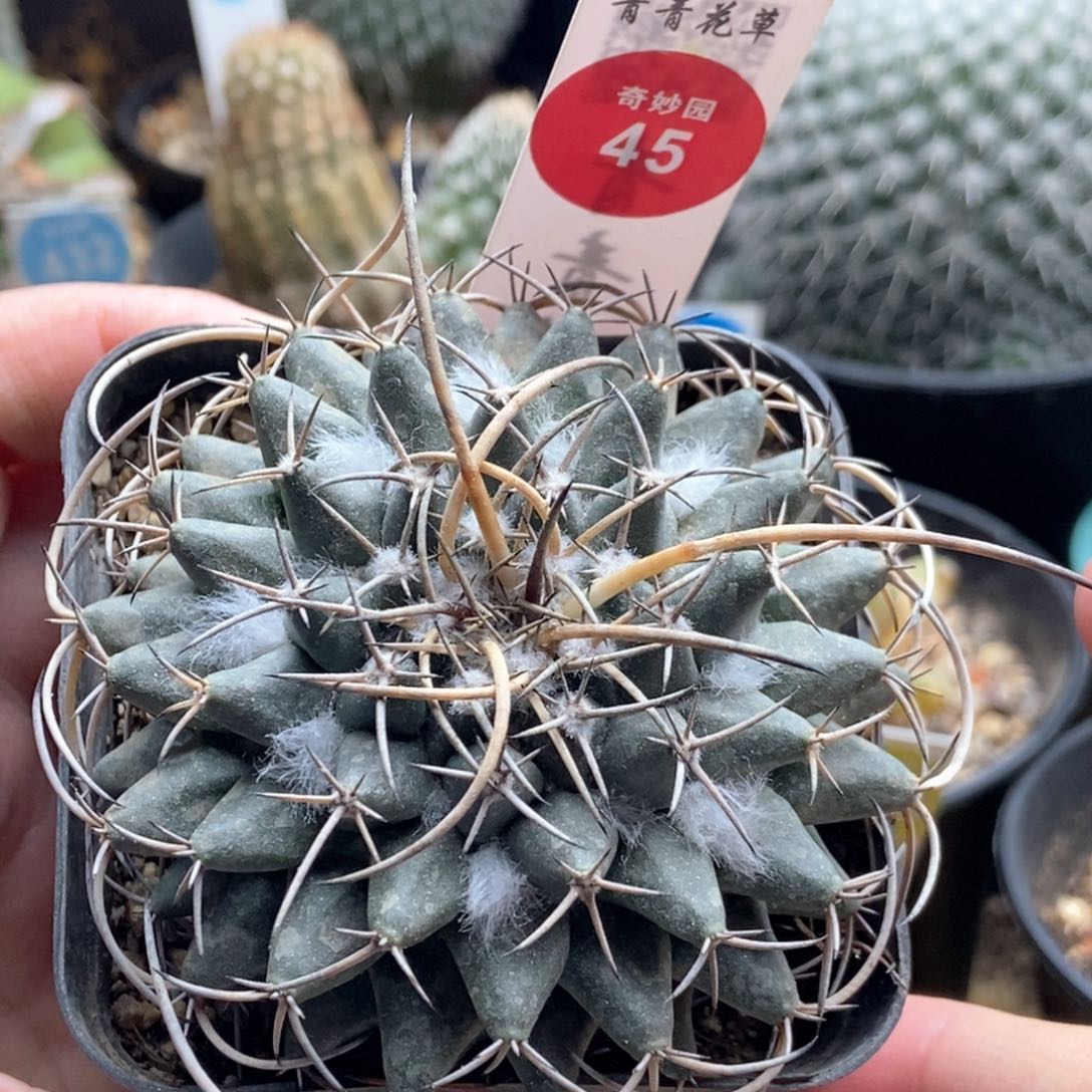 雪顶狂刺瓦格纳乳突7.2cm