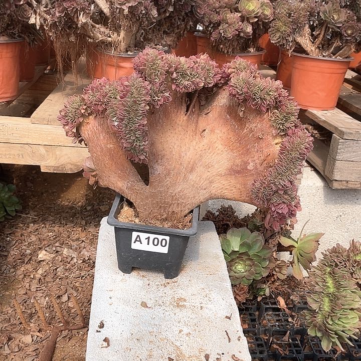 A100多肉万圣节缀化38-1