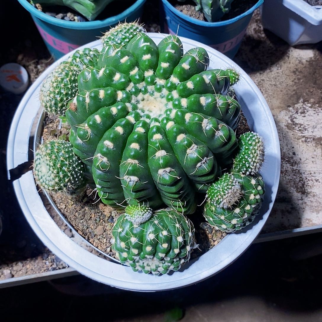 玄美玉1111111111111个