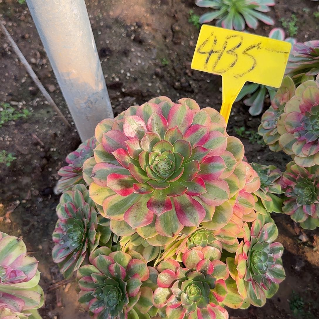 4135---雨荷多头多肉