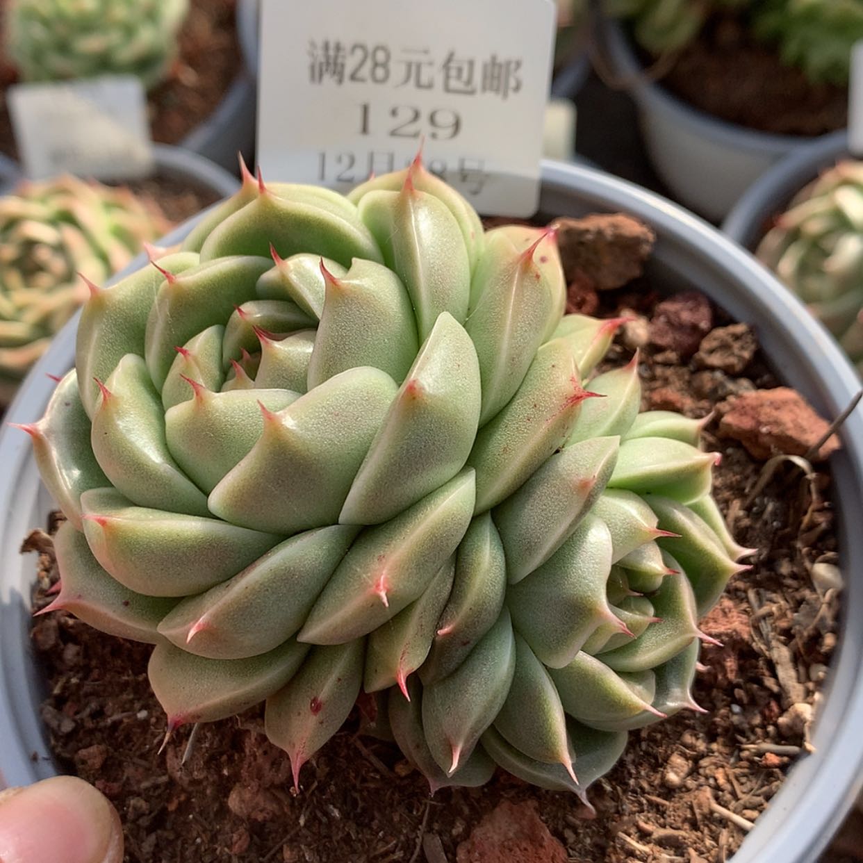 【闪购商品】云129号