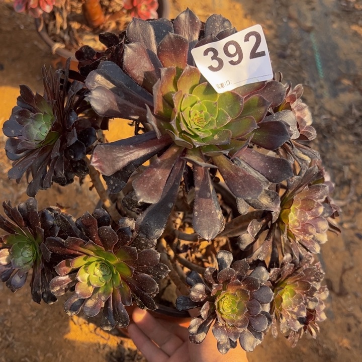 墨筒多肉植物392