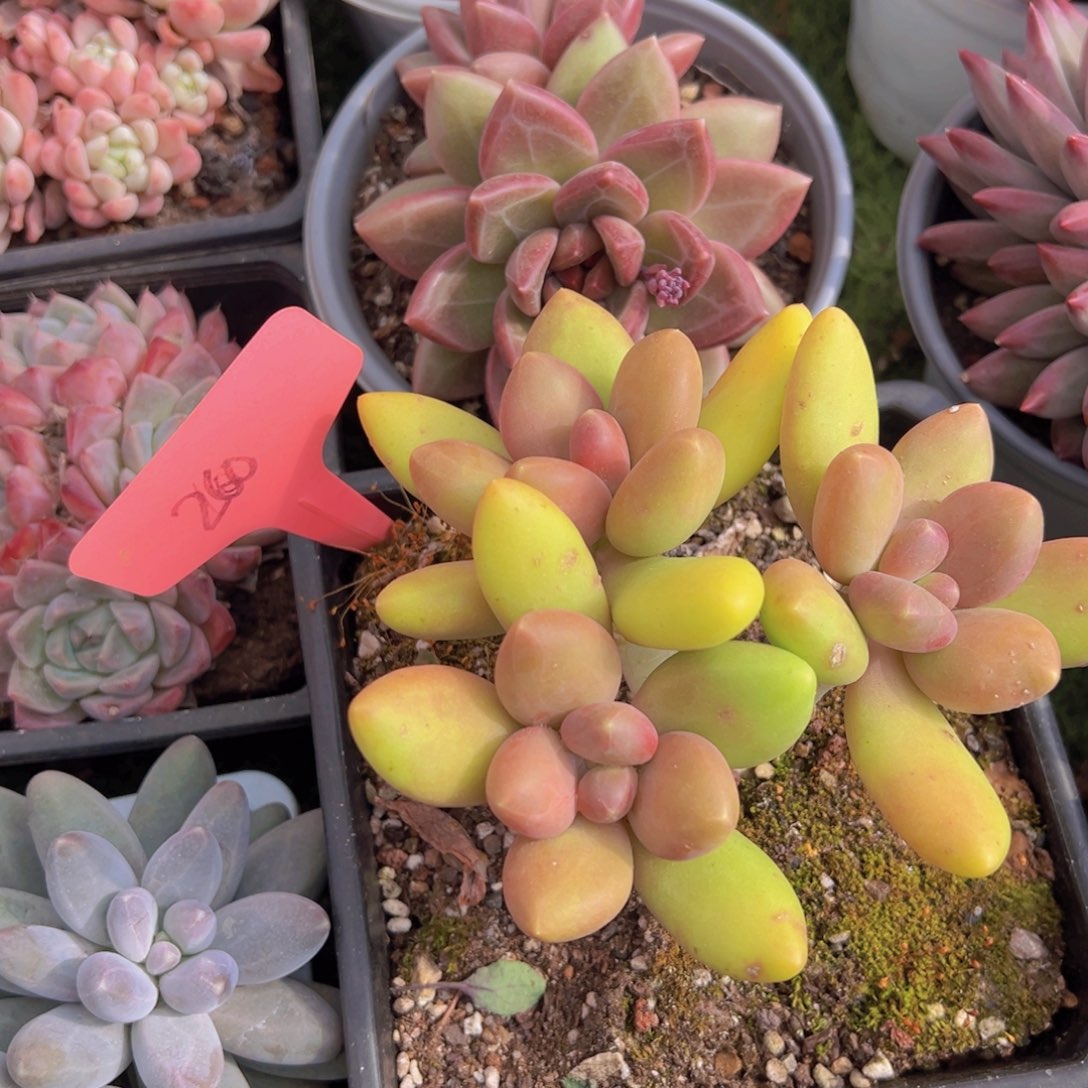 吕*金香玉的故事是一个人的故事