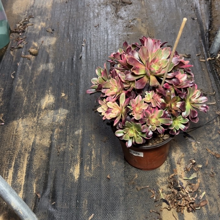 35金丝雀多肉多肉多肉