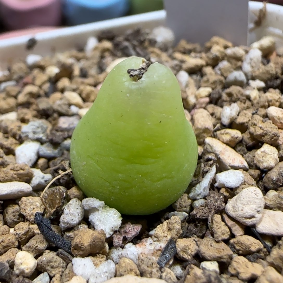 12.11。脱土发。大葫芦。  2009