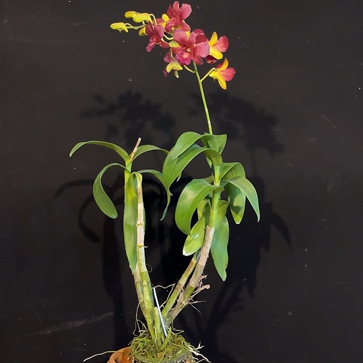 完全开放老品种2097