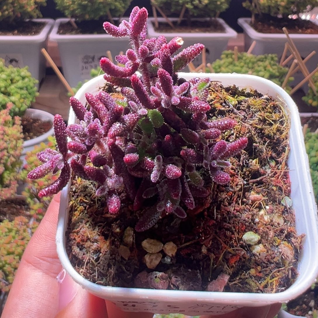 475红麒麟一物一拍带盆土发货