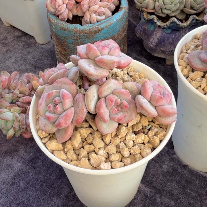 10厘米左右一物一拍有砍石榴籽