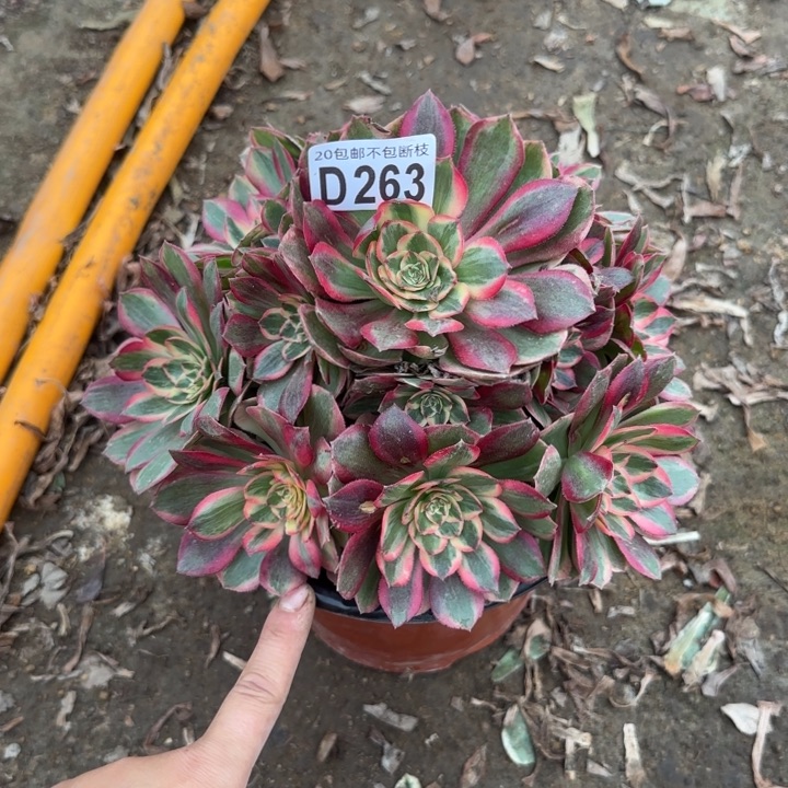 云荷……多肉植物……