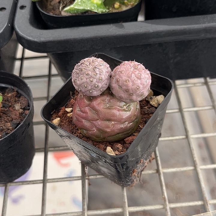 我也不知道我为什么要这样