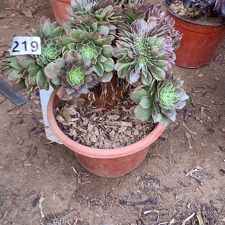 219万黄缀化老板子法师