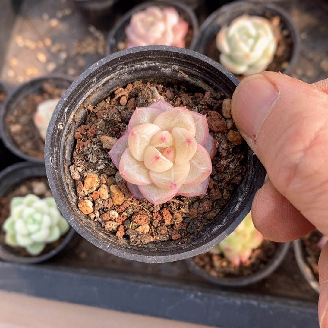 精品多肉一物一拍不包整116