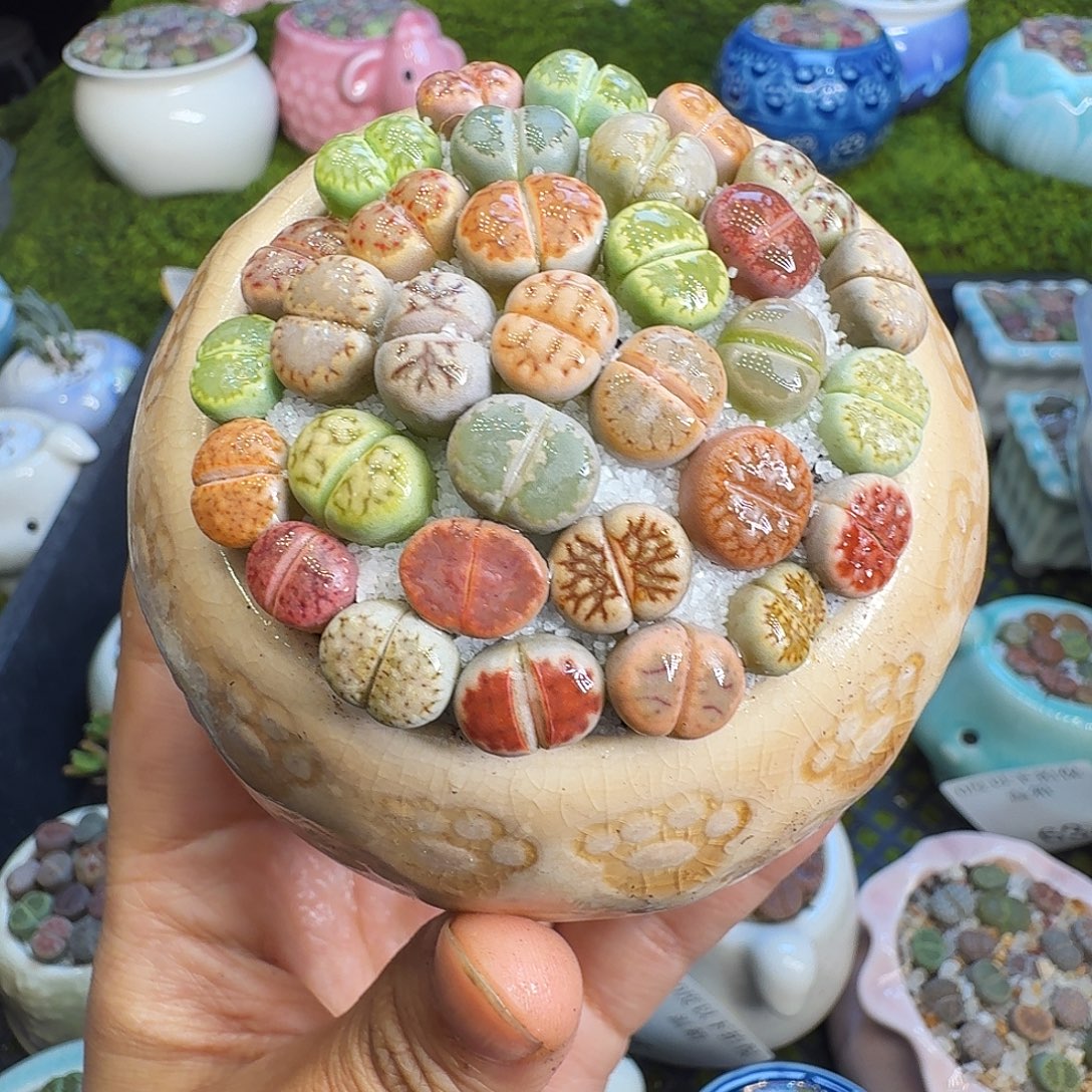 多肉植物福利冲662