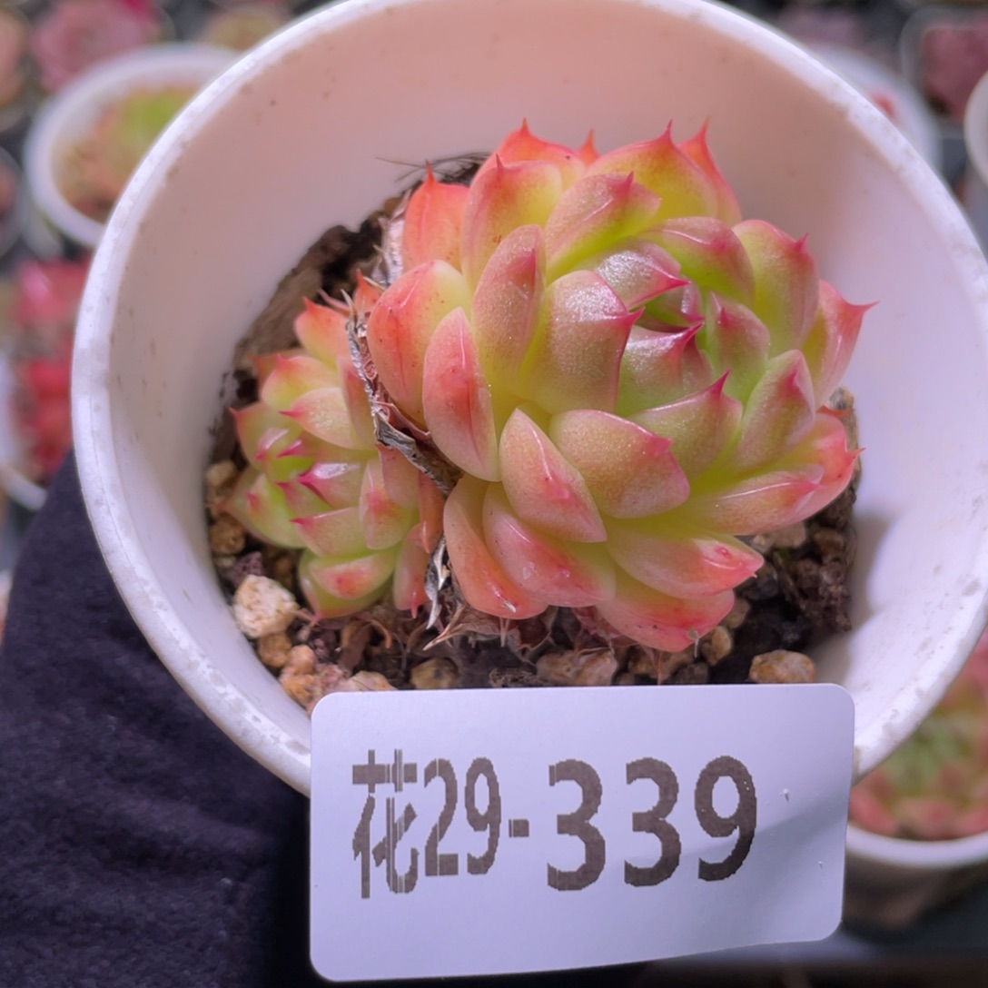 花利美29-339海王