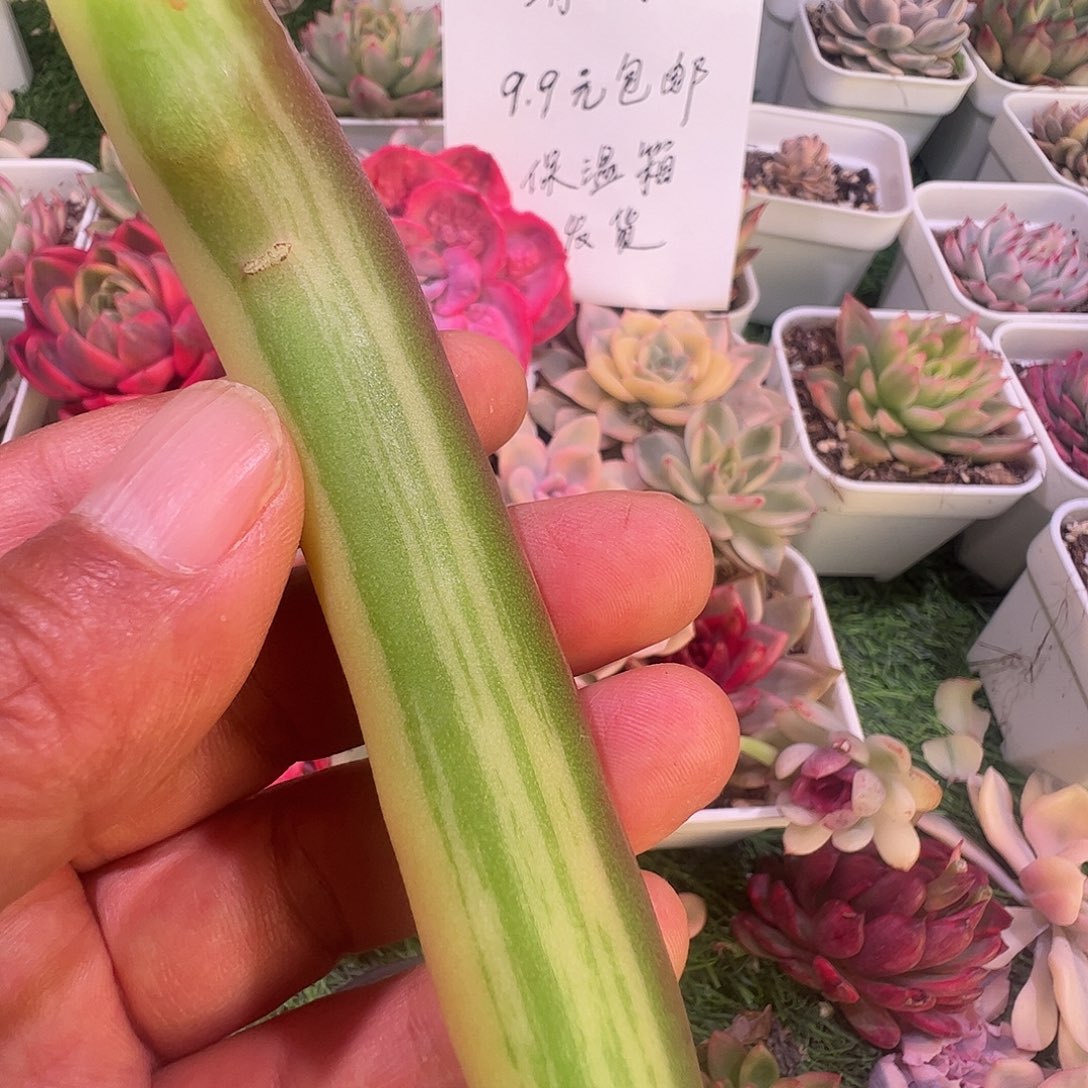 佳***乐多肉植物多肉植物