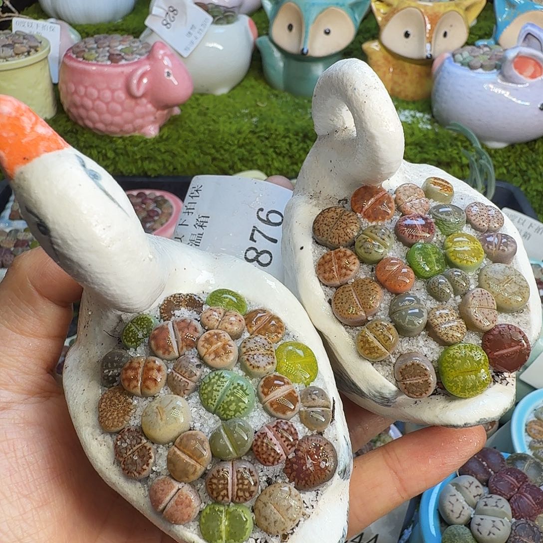 多肉植物福利冲876