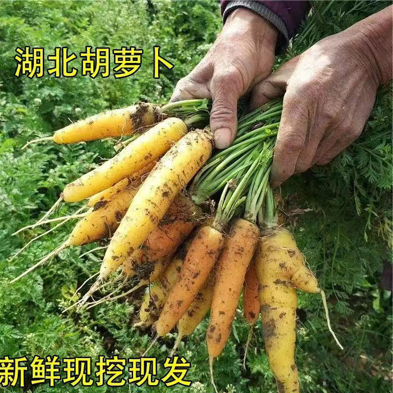 黄胡萝卜新鲜蔬菜手抓饭萝卜农家现挖现发当季时令非红萝卜