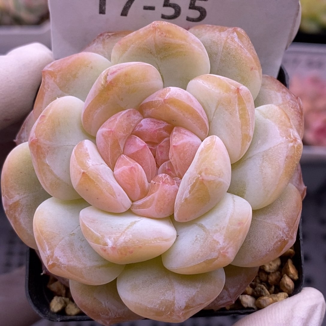 【闪购商品】17-55