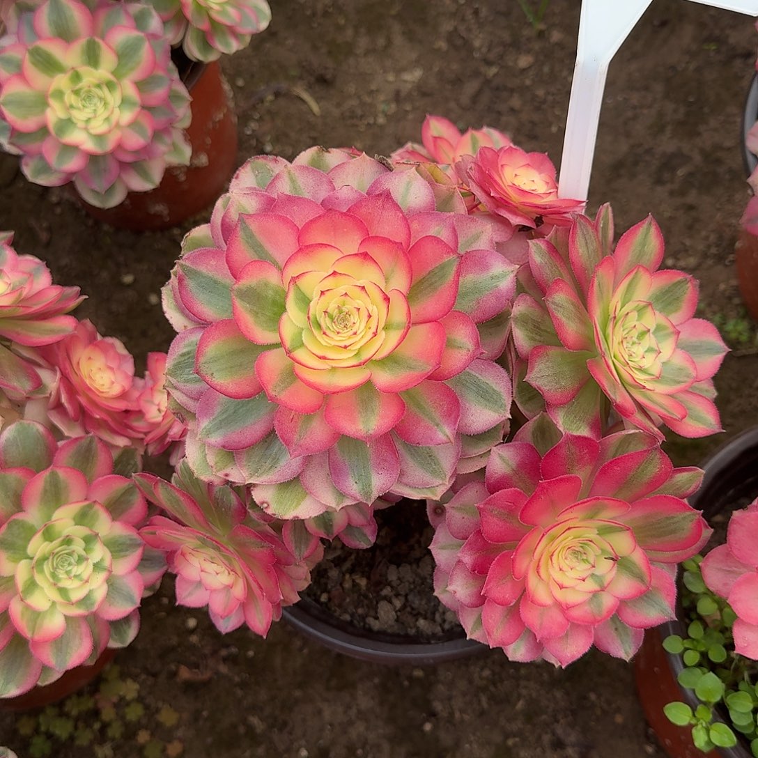 4542倾城多肉法师