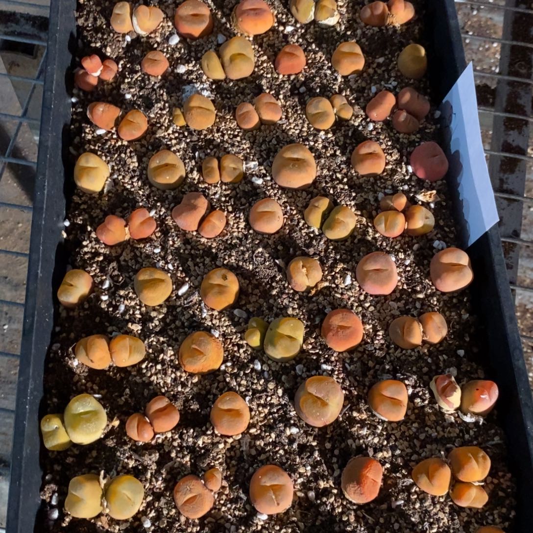 8303。 大颗水蜜桃一筐带筐发。     