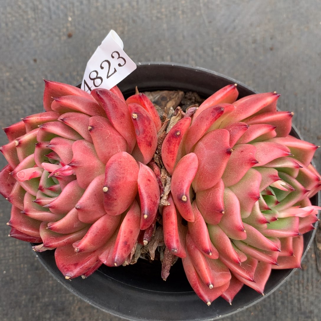 4823杂交精品基地12厘米