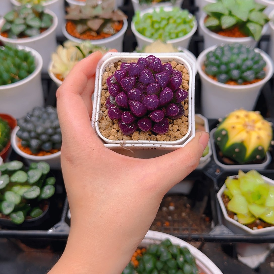 紫宝石冰灯玉露，原盆