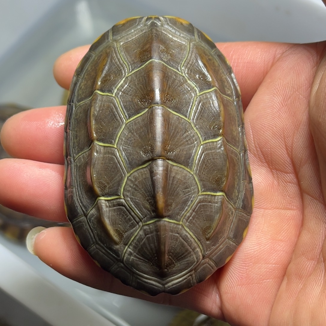 伊***帝宠物龟公8厘米公草