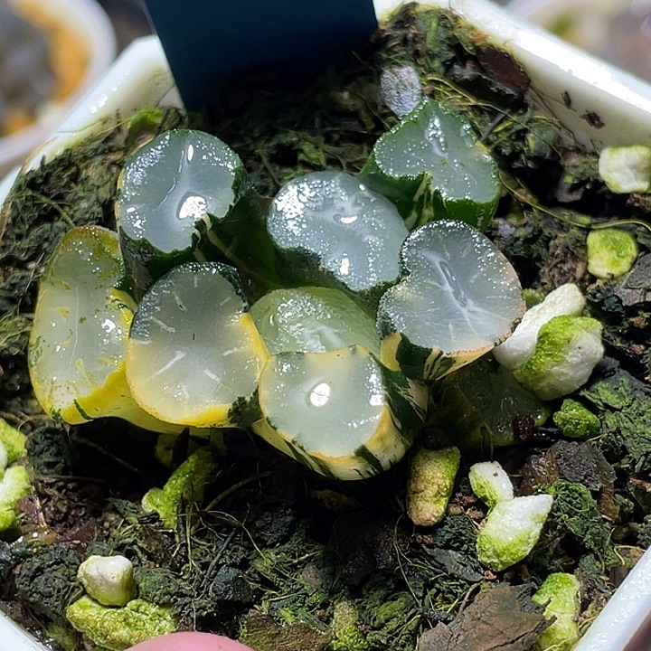 504弗莱亚万象福利一物