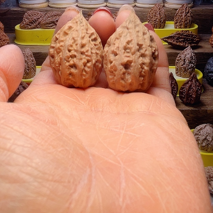 核桃1号车放漏漏漏