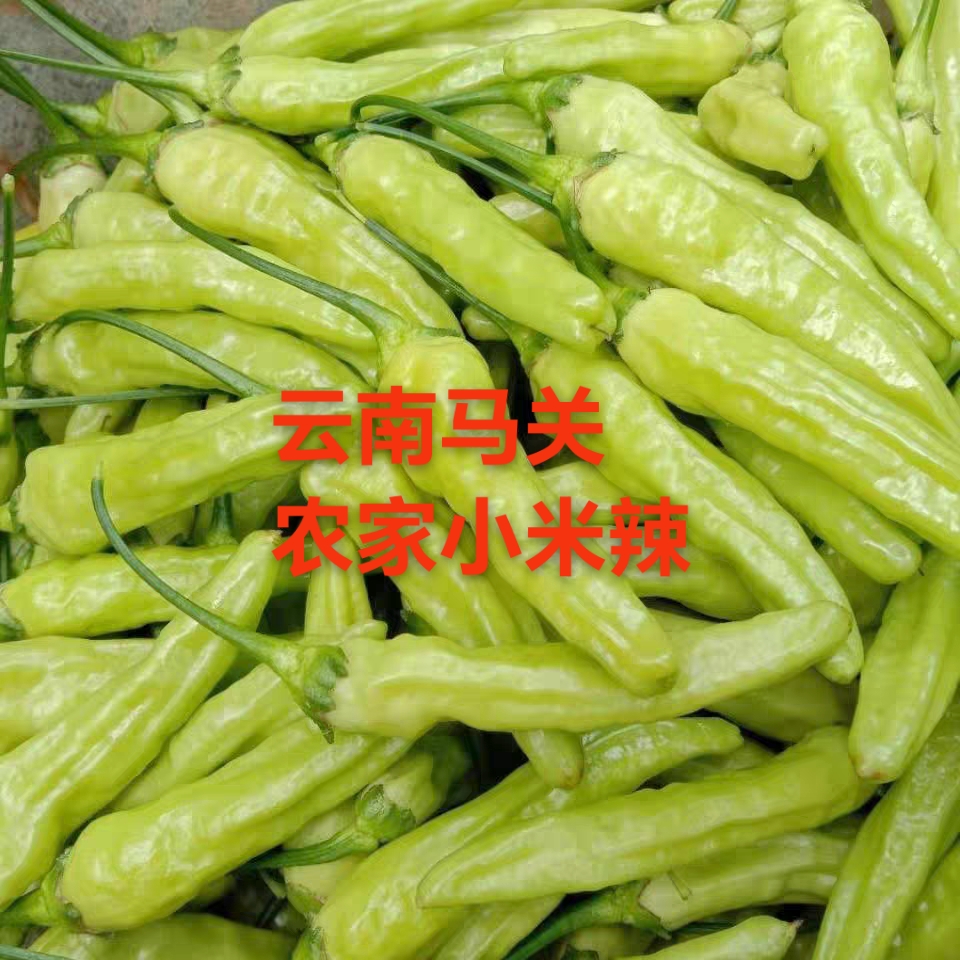 云南新鲜现摘白米椒野山椒正宗特辣泡椒可做剁椒腌菜水果蔬菜辣椒