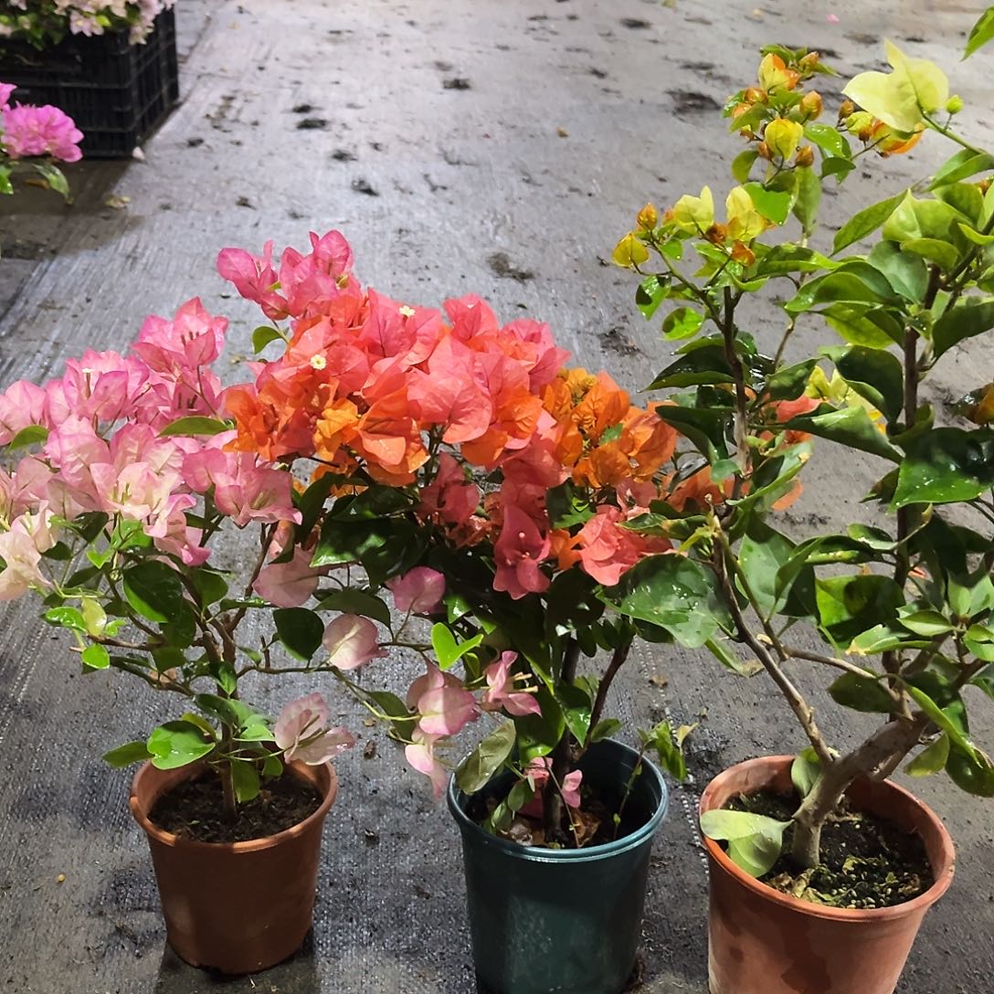 完全开放五宝，波妹，凤凰