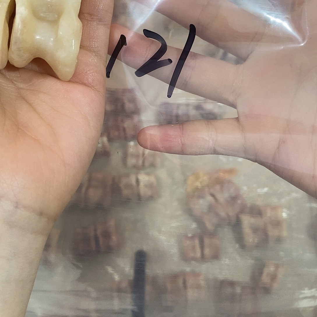 非金属鹿骨鹿骨鹿骨