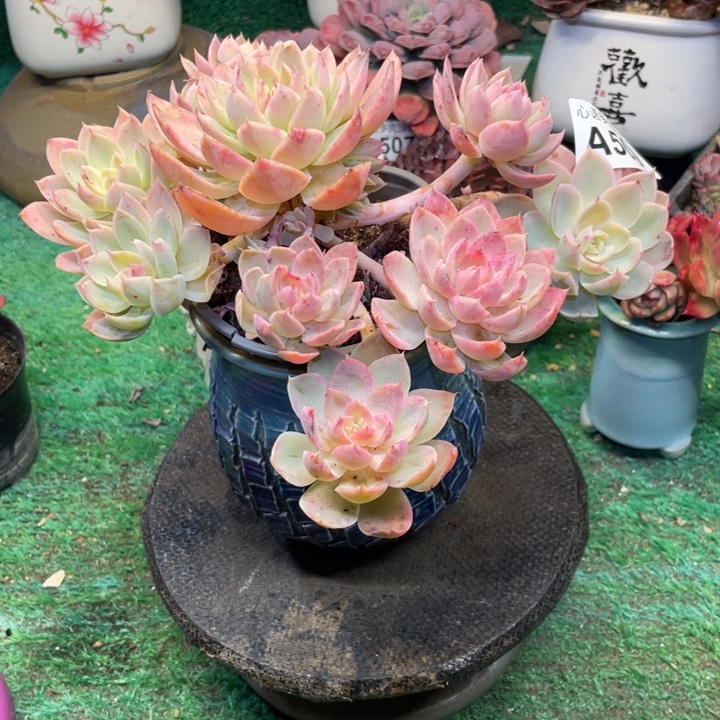 木***哲丝绸面纱一物一拍