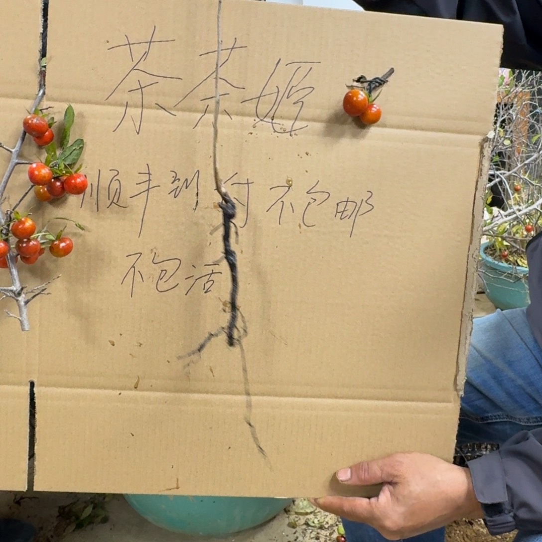 深***徒无花朵728顺丰到付不包邮