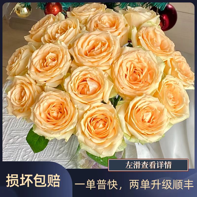 香槟玫瑰10枝   任意2单升级顺丰冷链