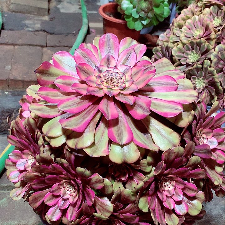 粉美姬，多肉植物