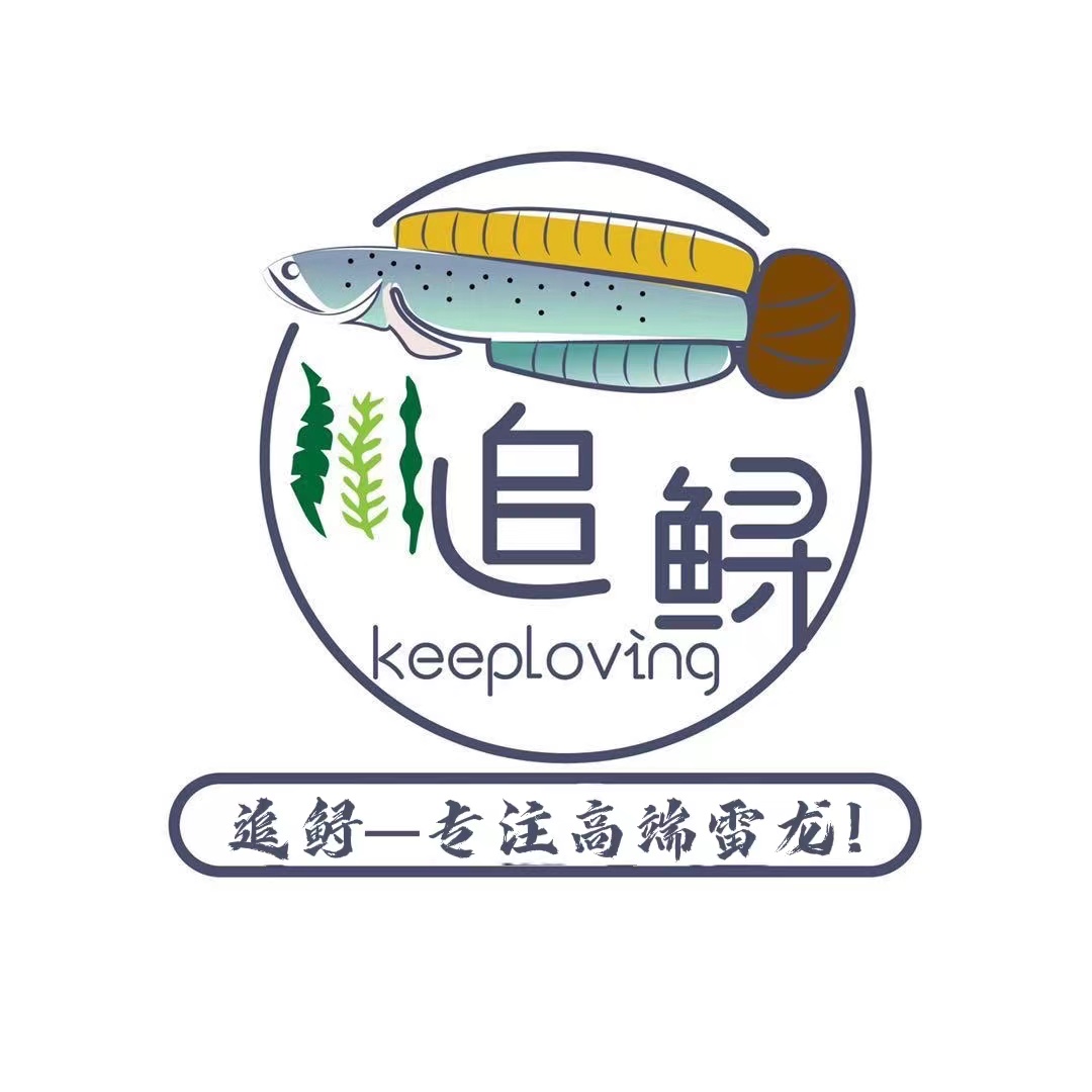 追鲟渔场直播间专拍 雷龙鱼眼镜蛇奶茶