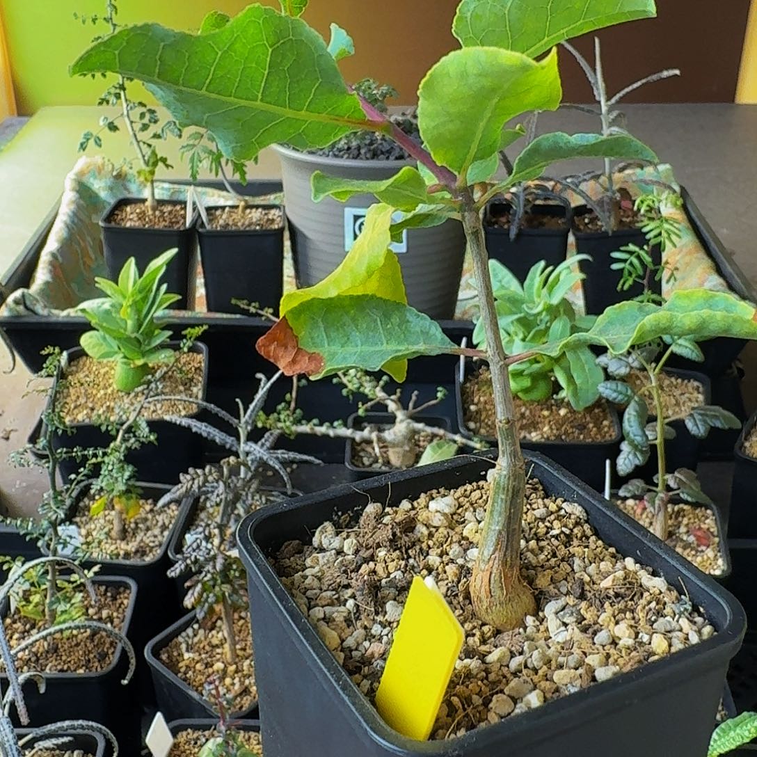 纳米比亚十二骑士之一 实生蓝叶没药顺丰空运包邮