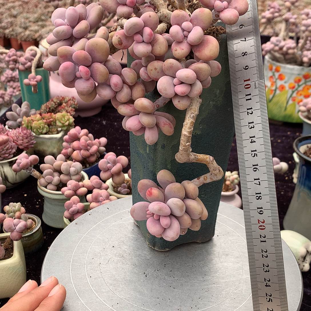 72号不带盆偏远的不包邮的