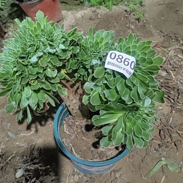 绿法师缀化陌上花开多肉植物